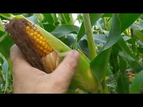 Видео: Три гибрида кукурузы