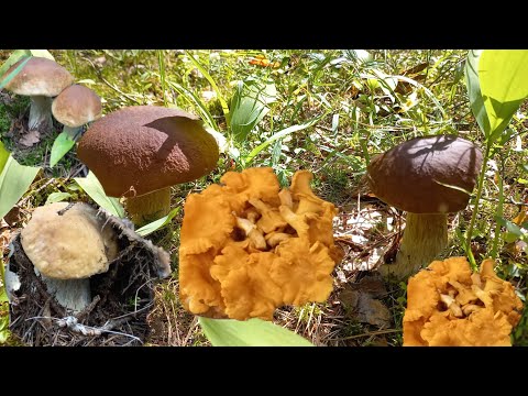 Видео: Грибы 🍄 Боровые Белые семьями/ Гигантские Лисички  17.07.23 , Владимирская обл