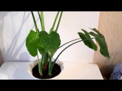 Видео: Ядовитая Аллоказия. Не повторяйте моих ошибок. Уход за растением