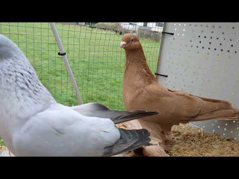Видео: Рассказываю про один особенный случай с моим голубем...