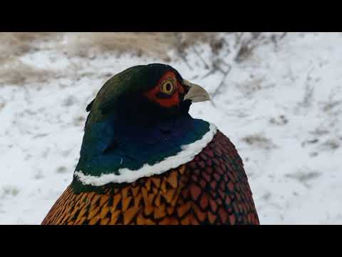 Видео: ПЕРВЫЕ СИЛКИ.И СРАЗУ ФАЗАН.