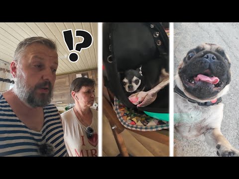 Видео: Что произошло в этой семье, от чего им пришлось отдать собак нам?!