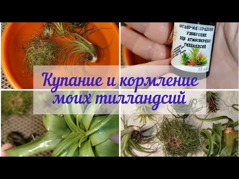 Видео: Полив и подкормка тилландсий в комнатных условиях