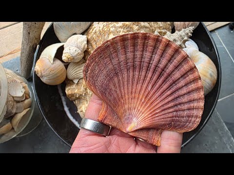 Видео: ТАК МНОГО РЕДКИХ РАКУШЕК!! #пляж #ракушки #пляжныйдень #ракушки #ракушка