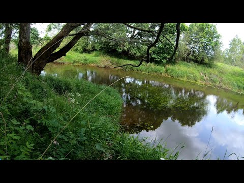 Видео: Нахлыст на небольшой реке. День второй. Открытие сезона 2025 г.