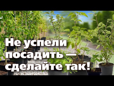 Видео: КАК СОХРАНИТЬ САЖЕНЦЫ ДО ВЕСНЫ. ОПЫТ ПРОФЕССИОНАЛОВ