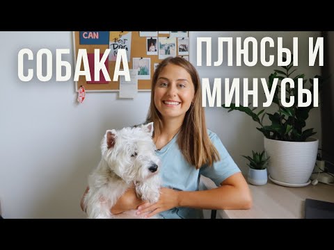 Видео: Стоит ли заводить собаку? Плюсы и минусы