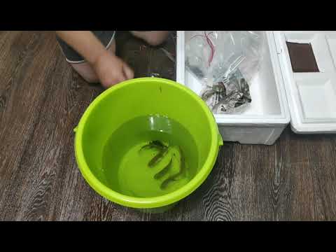 Видео: Милеус Ламакс 2