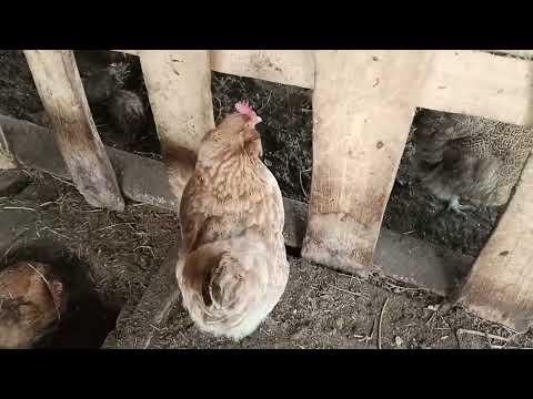 Видео: Немного о курах , кошка вынесла котят на улицу