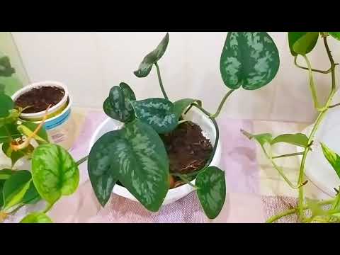 Видео: Сциндапсусы в моём цветнике. Как вырастить пушистый куст сциндапсуса