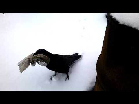 Видео: Вася ворон "помогает" лепить снеговика