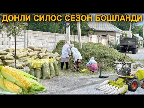 Видео: 2024 Янги Донли Силос Сезон Бошланди.Узб бўйлаб Доставка #2024 #силос #молбокиш