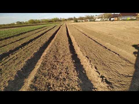 Видео: Осознал то, что без штригельной (пружинной) бороны, на поле с чесноком делать нечего.