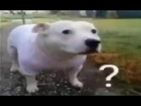 Видео: STALCRAFT X l HIGHLIGHTS l LOST VS МОРФ,ОТЕЦ,OPEN l Wulya vs сессии