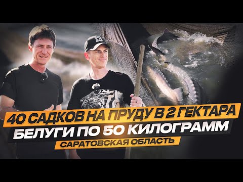 Видео: Белуги по 50 кг ! 40 садков на пруду 2 гектара! Не ожидал увидеть столько рыбы! ООО «Рыбовод».