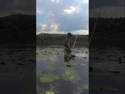 Видео: ХОРОШИЙ ОКУНЬ, НО БОЛЬНОЙ.               #рыбалка #fishing