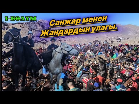 Видео: Кадамжайда чоң улак болду👆Санжар менен Жандардын улагы.