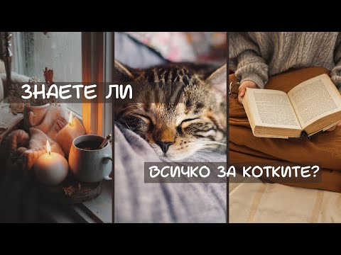 Видео: ЗНАЕТЕ ЛИ ВСИЧКО ЗА КОТКИТЕ? ИСТОРИЯ, СВЕЩЕНО ЖИВОТНО, ОПИТОМЯВАНЕ #котка #древенегипет #котките