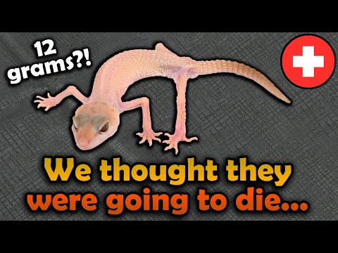 Видео: Спасение СЕМИ голодающих гекконов :(