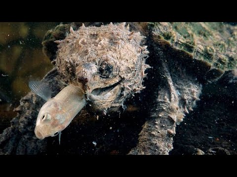 Видео: Эти Челюсти Переламывают Все Подряд - ГРИФОВАЯ ЧЕРЕПАХА!