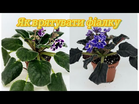 Видео: Як врятувати фіалку