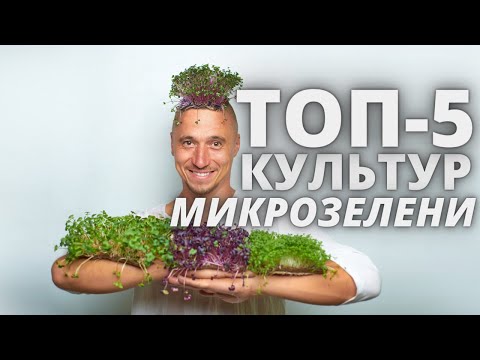 Видео: ТОП 5 Микрозелень Культур  Ситиферма Бизнес идеи
