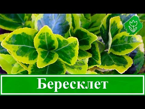 Видео: 🌿 Растение бересклет – посадка и уход: размножение и обрезка бересклета – описание
