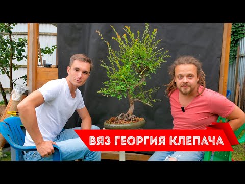 Видео: Вяз из 2022 года. Последний вяз из маркет-плейса