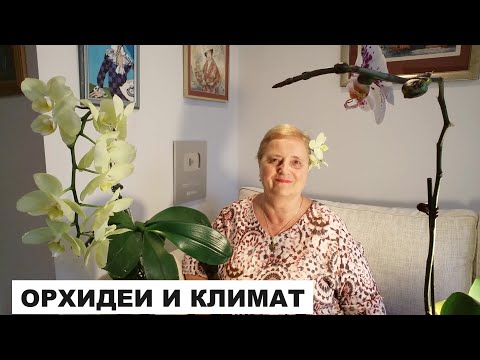 Видео: ОРХИДЕИ И КЛИМАТ..ПОЧЕМУ ГНИЮТ КОРНИ..ОРХИДЕЯ "ВАШИНГТОН"