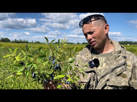 Видео: Дегустация сортов жимолости! Поедание и оценка на видео))