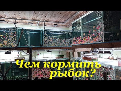 Видео: Сколько,Как и Чем я кормлю аквариумных рыбок Кормление рыбок в аквариуме