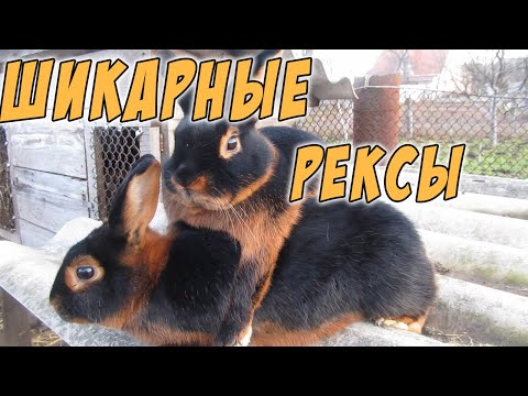 Видео: Шикарные кролики породы Рекс