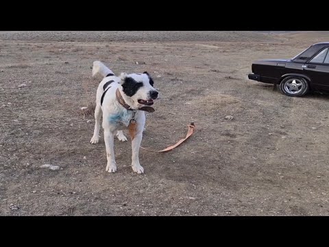 Видео: Уфра обзор собак породы Туркменский Волкодав.  Turkmen alabay . Work Dog Alabai.