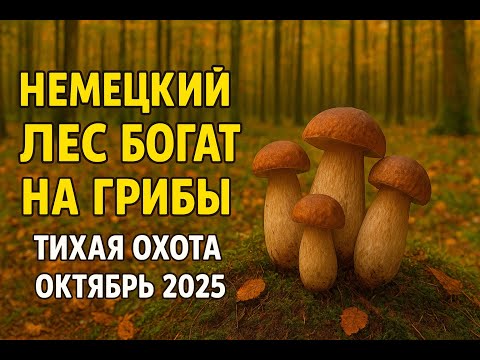 Видео: Немецкий лес богат на грибы. Тихая охота октябрь 2025