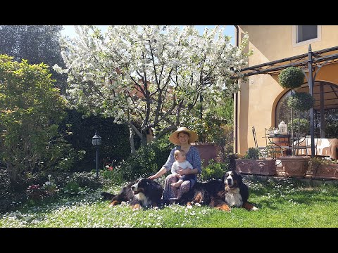 Видео: Лимоны, яблонька, розы... Мой сад под солнцем Тосканы в апреле 🥰