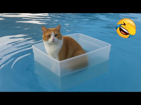 Видео: Попробуй Не Засмеяться 😂 Самые Смешные Животные 😹🐶 Часть 7