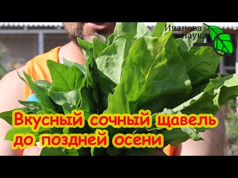 Видео: КАК ВЫРАСТИТЬ ВКУСНЫЙ СОЧНЫЙ ЩАВЕЛЬ. Без дырок, без болезней, без пятен.