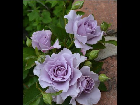 Видео: Сад в разгар весны)).  Новые Розы из питомника  Розанутых