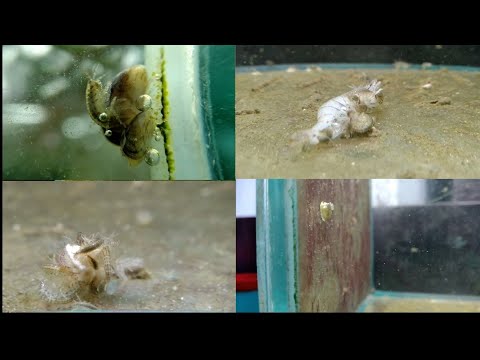 Видео: Гаммарус разведение (живой корм для рыб)/Gommarus breeding (live food for fish)