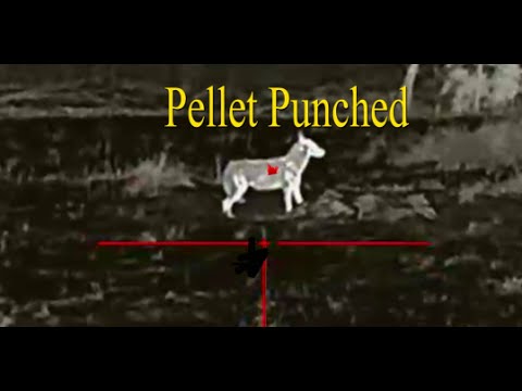 Видео: Пневматические винтовки «Койоты», «Мои грязные трюки работают», «Тихие», «Невидимые», «Смертельные»