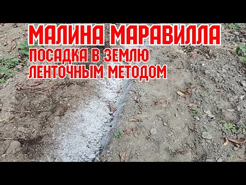 Видео: "Посадка малины Маравилла, ленточным методом! "