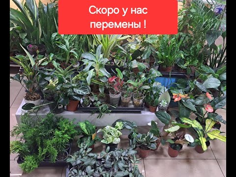 Видео: Обзор запасов! показываю растения из наличия. видео от 21.06.2024г.