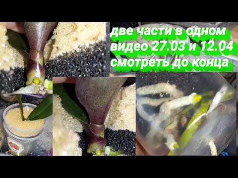 Видео: Орхидеи без Субстрата Оставить на месяц без присмотра/Легко/Поролон Фитиль  в помощь