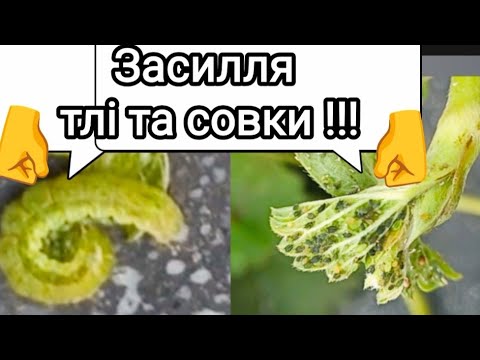 Видео: На полуниці біда!!! Змагання між саджанцями (стакан проти касети) 