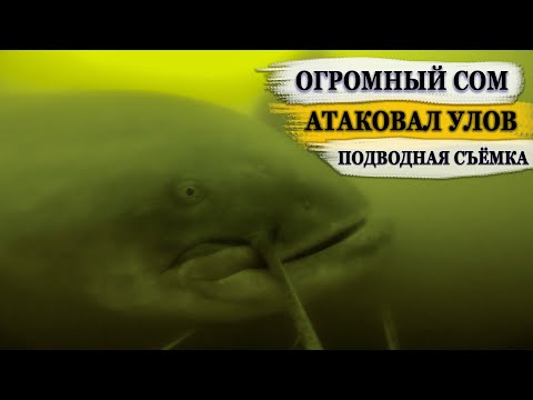 Видео: Ловля большого Карпа и Амура Подводная съемка