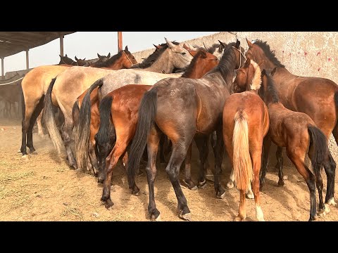 Видео: Нарху навои асп дар молбозори чоршанбеи ш. Душанбе навори тоза 7 08 2024 г👍👍👍👍👍👍👍👍👍👍👍👍👍👍👍👍👍👍👍👍👍👍👍