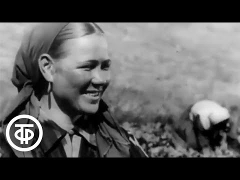 Видео: Летопись полувека. Год 1950