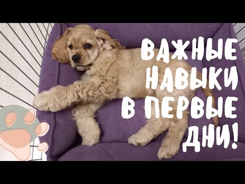 Видео: Приучение ЩЕНКА к месту, вольеру и привыкание к улице / Американский кокер спаниель / Cocker spaniel