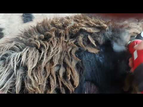 Видео: ОСЕННЯЯ СТРИЖКА ОВЕЦ.