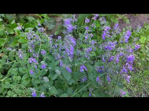 Видео: ЧЕРЕНКУЕМ КОТОВНИК 🌿 новые растения в сад